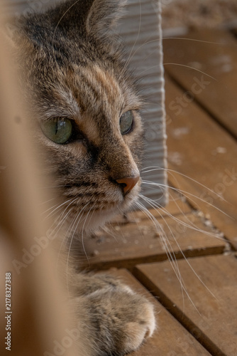 Принти на полотні Maïa ma petite chatte