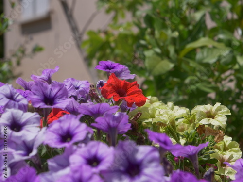 Photography Colorful Purple Red and Cream Petunias in Garden