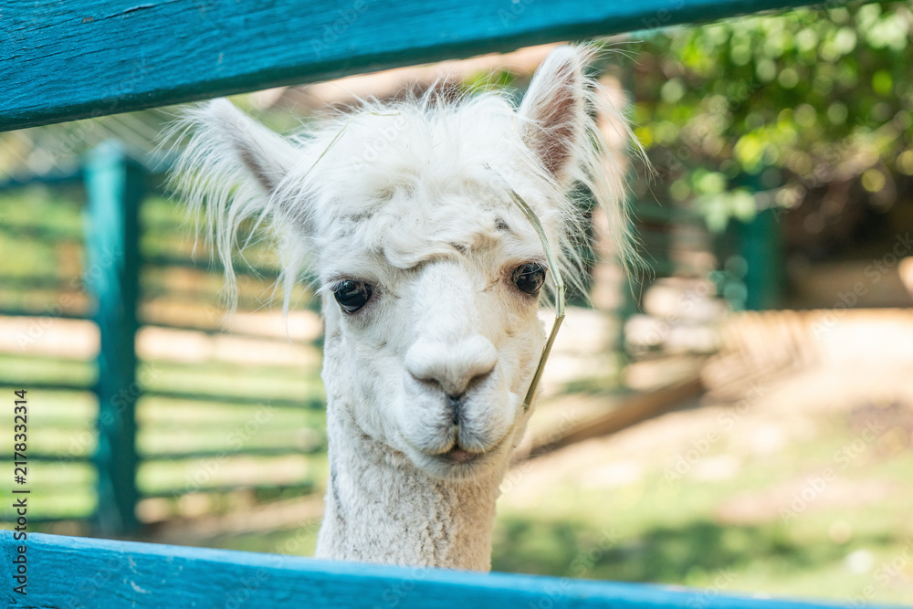 Fototapeta premium A cute white alpaca looks through a wooden fence