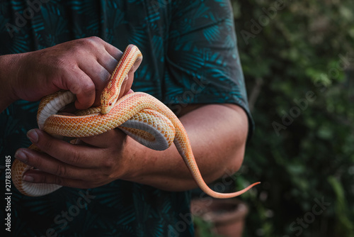 Картината върху платно Adult Orange Tessera Corn Snake resting calmly around human steady fingers holdi