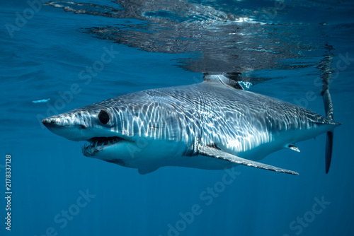 Mako shark feeding in Baja California, Mexico during clear waters