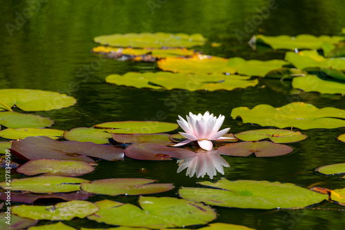 Фотография Selective focus of pink lotus flower on water in the pond, Nymphaea alba also kn