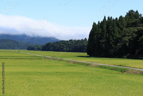 Bild auf Leinwand 緑色の広い田んぼと真っすぐな道がある日本の田園風景（日本山形県）