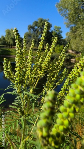 Cuadro en lienzo Macro close-up of blooming ragweed (Ambrosia artemisiifolia) flowers with a rive