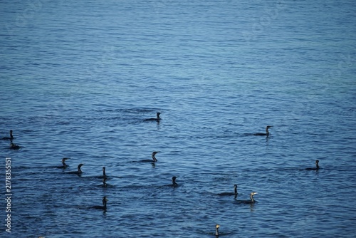 Groupe de cormorans