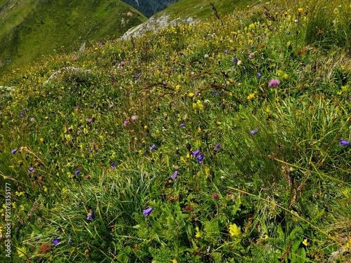 Blühende Bergwiese