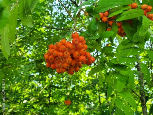 Sorbus aucuparia, reife Beeren