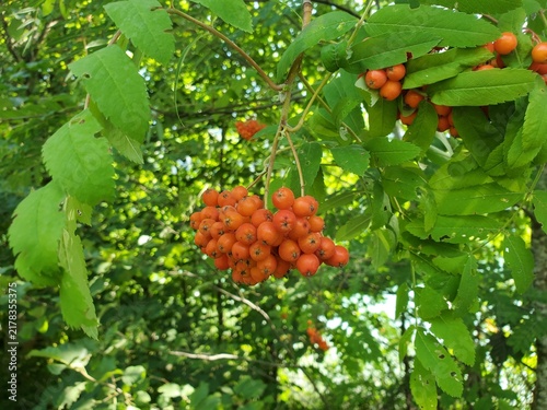 Beeren von sorbus aucuparia