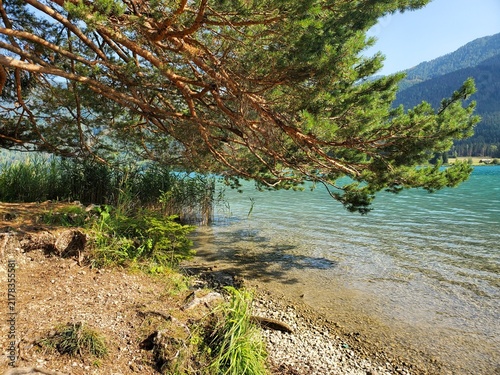 Uferrandvegetation am Weißensee