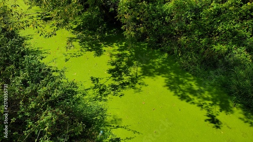 Von Wasserlinsen bedeckter Bach