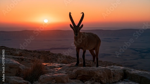 Nubian Ibex Standing on a Cliff at Sunset Overlooking the Ramon Crater in the Negev Desert, Israel