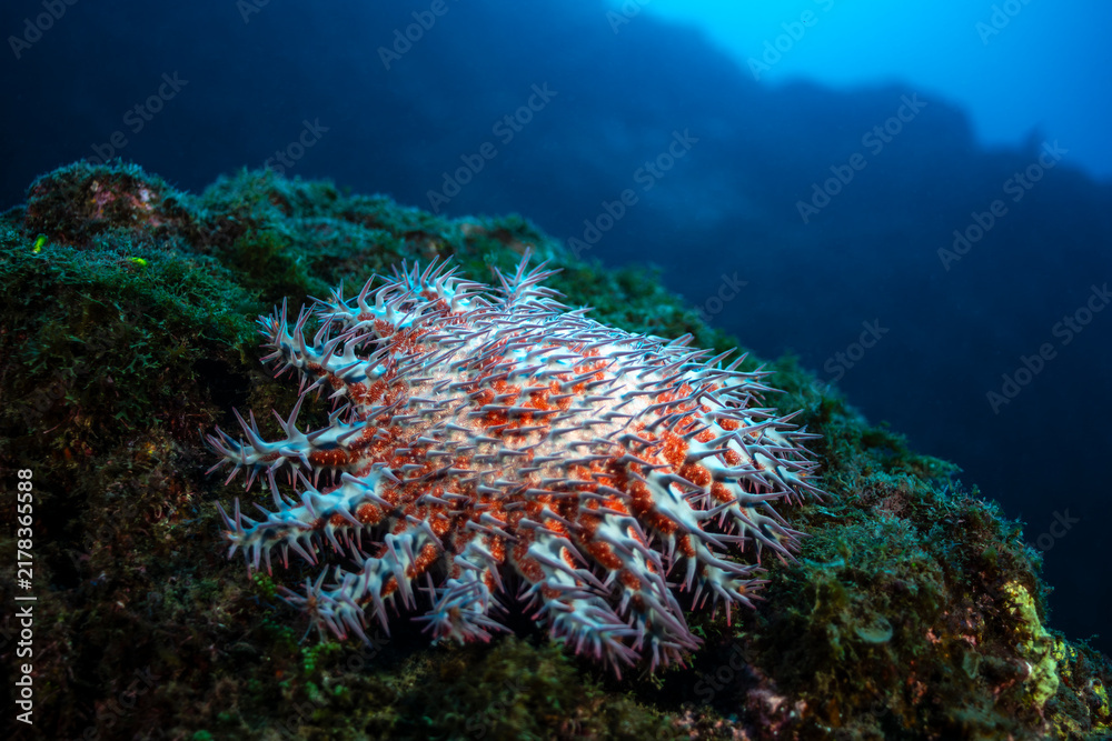 Obraz premium Crown-of-thorns starfish on coral reef at Socorro Island in Mexico