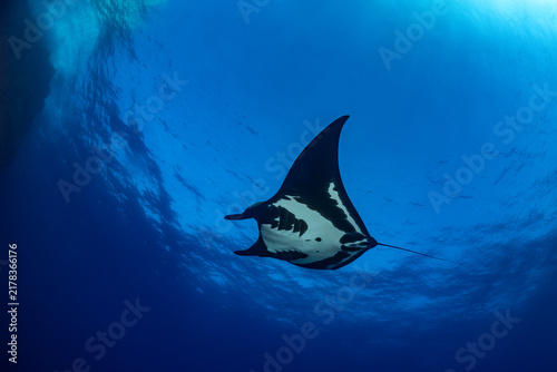 Obraz na plátně Giant oceanic manta ray at cleaning station near Socorro Island