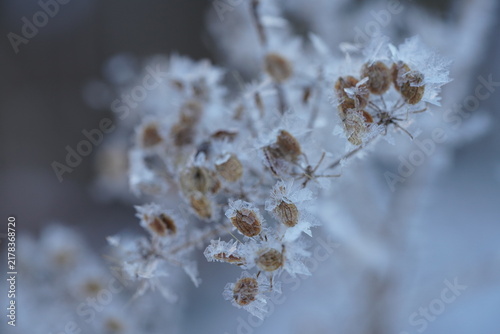 Foto Fragile ice patterns on a withered plant close-up.