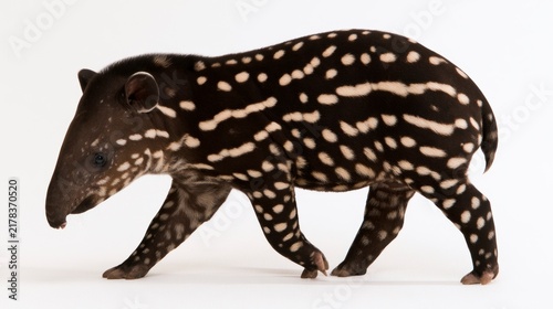 Young South American tapir calf with distinctive white spots and stripes walking against a white background