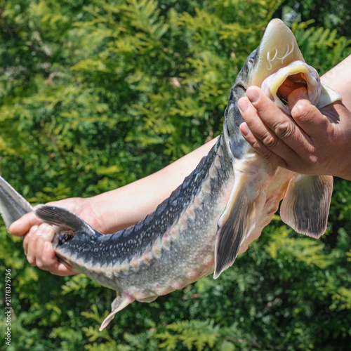 Man holds freshly caught fish in his one hand, demonstration of sturgeon fish outside, close-up