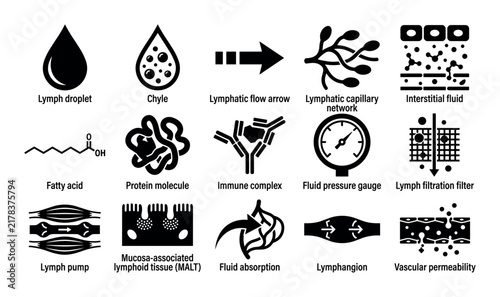 Lymphatic system icons with lymph droplet, capillary network and protein molecule for medical graphic design in solid silhouette style
