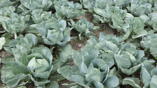 Cabbage plants growing in a field during the day
