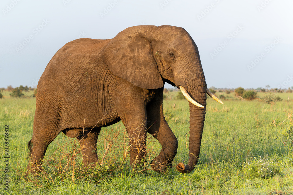 Fototapeta premium Elephant bull searching for food and water in the Kruger National Park in South Africa
