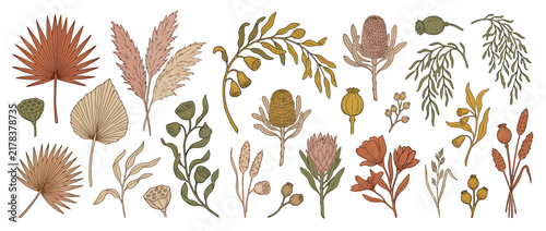 Boho Dried Botanical Elements Collection Isolated