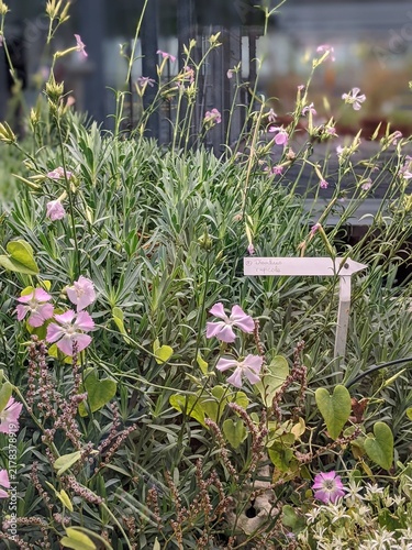 Delicate white Zeltnera beyrichii flowers blooming in a rock garden arrangement close up