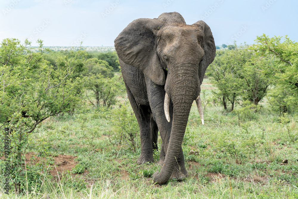 Fototapeta premium Elephant bull searching for food and water in the Kruger National Park in South Africa