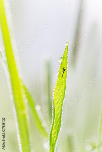 Obraz na plátně A tiny insect perches on a dewy grass blade covered in glistening water droplets, captured in a macro shot