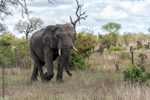Canvas Print Elephant bull searching for food and water in the Kruger National Park in South