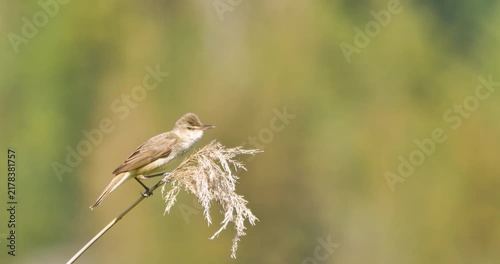 oriental reed warbler bird singing on dried grass in the field (with sound)