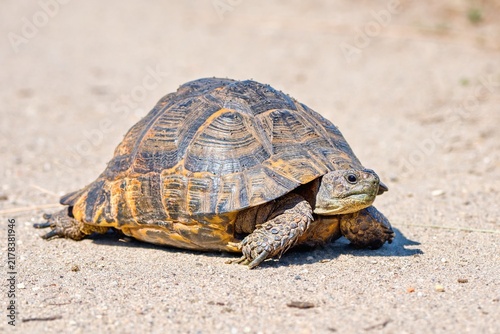 The Hermann's tortoise (Testudo hermanni), Turkey