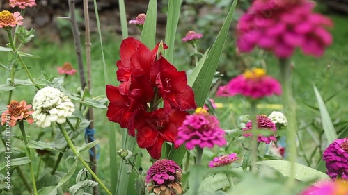 Flowers bloom in a garden during sunny days