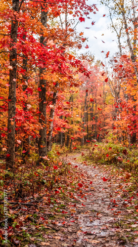 Un sendero forestal en otoño con hojas de arce rojas que caen suavemente.