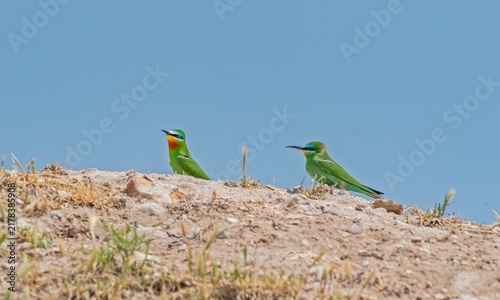 Bild auf Leinwand A beautiful pair of colorful Blue-cheeked Bee-eater (Merops persicus) birds perched together on an earthen ridge against a clear blue sky background