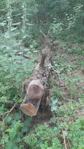 
a fallen tree in the forest