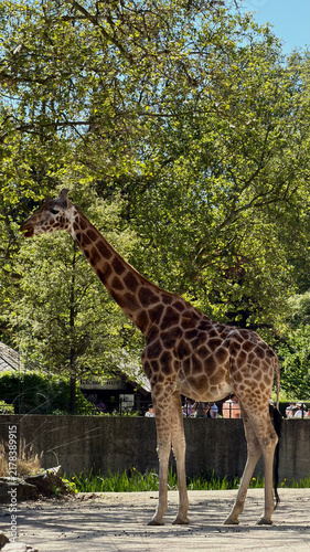 Canvas Print giraffe in the zoo
