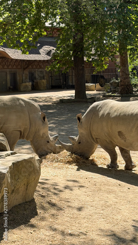 Photography rhino and calf
