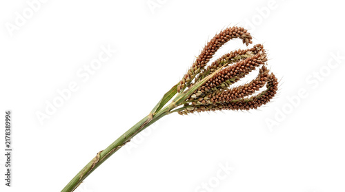 Ripe finger millet grain head closeup isolated.