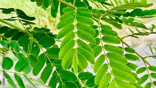  Fresh Green Tamarind Leaves (Tamarindus Indica) Close-up | Natural Botany Pattern Stock Photo