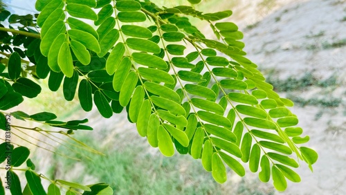Fresh Green Tamarind Leaves (Tamarindus Indica) Close-up | Natural Botany Pattern Stock Photo