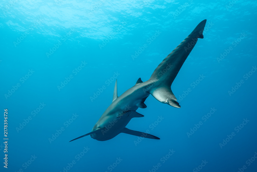 Obraz premium Silky shark at a cleaning station in Revillagigedo, Mexico