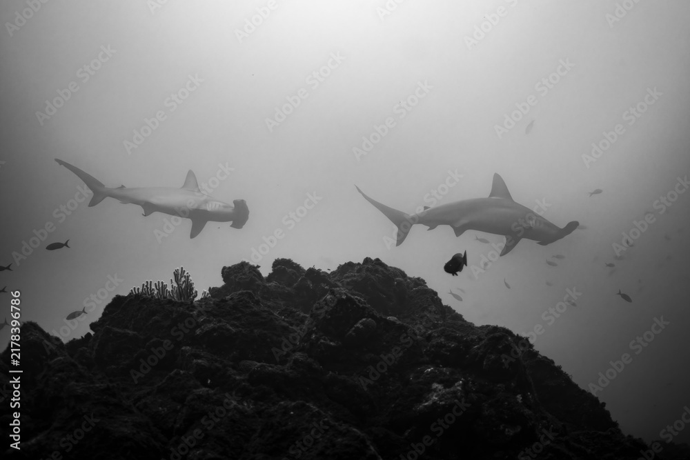 Obraz premium Scalloped hammerheads at a cleaning station in Socorro Island, Mexico