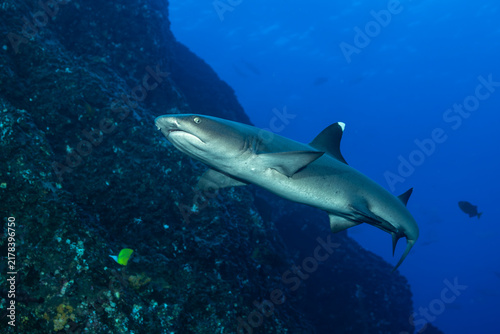 Whitetip reef shark at cleaning station in Mexico