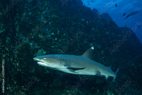 Whitetip reef shark at cleaning station in Socorro Island, Mexico