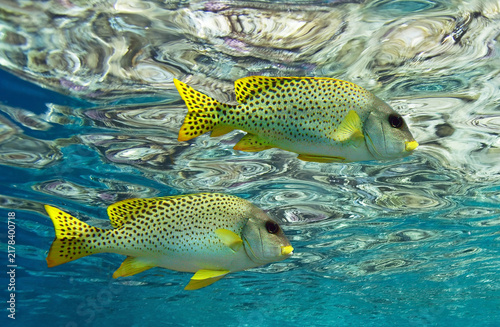 Couple of sweetlips in clean water.