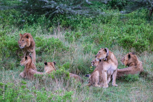 Fotografía Pride of Lions After the Rain in the Green Wilderness of Kenya, Lake Nakuru