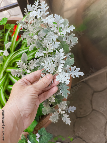 Obraz na plátně Human hand touching silvery foliage of dusty miller plant in outdoor flower pot