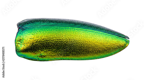 Iridescent jewel beetle wing cover, metallic green and gold elytron shell. Shimmering insect anatomy specimen for jewelry design. isolated PNG with Transparent Background