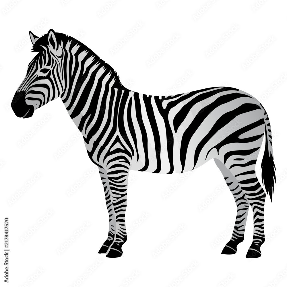 Obraz premium Zebra illustration isolated on white background for wildlife design projects