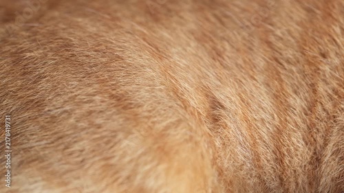 Macro close-up shot showing detailed texture and pattern of orange tabby cat fur