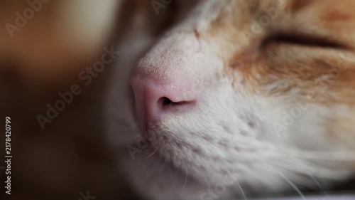 Extreme close-up macro shot of cat's nose, mouth, and whiskers, orange cat and white fur texture 